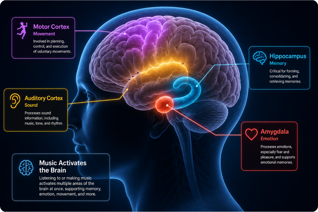 Illustration of the brain highlighting the Motor Cortex, Hippocampus, Auditory Cortex, and Amygdala activated by music